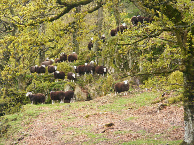Herdwich Sheep in High Tilberthwaite
